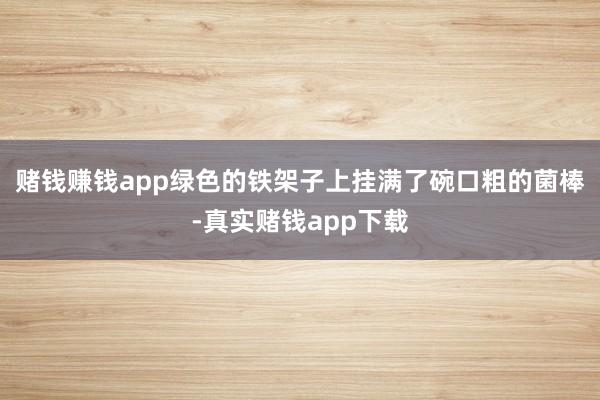 赌钱赚钱app绿色的铁架子上挂满了碗口粗的菌棒-真实赌钱app下载